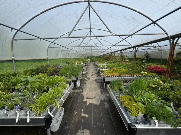 Watsons Nurseries Ltd photo