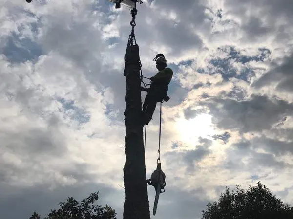 Triskelion Tree Care photo