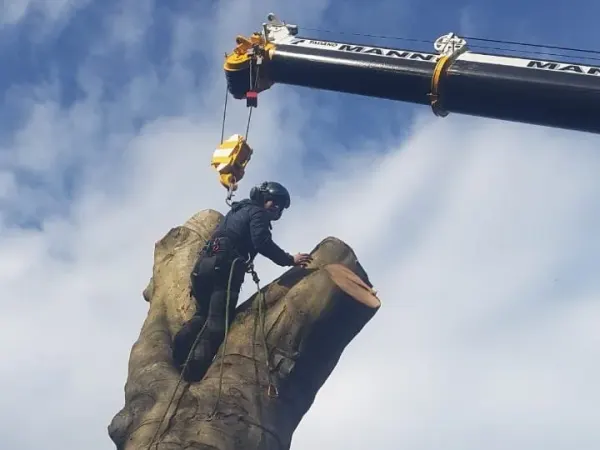 Triskelion Tree Care photo