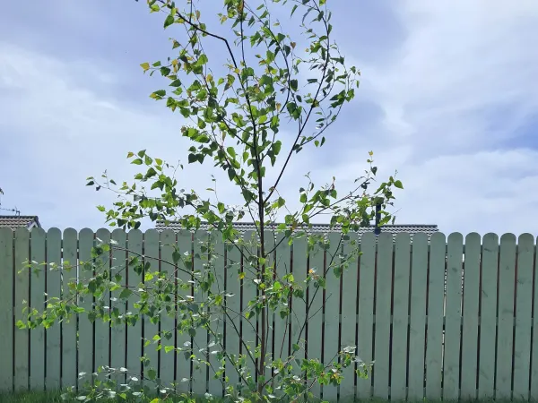 Triskelion Tree Care photo