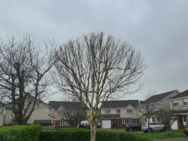 Triskelion Tree Care photo