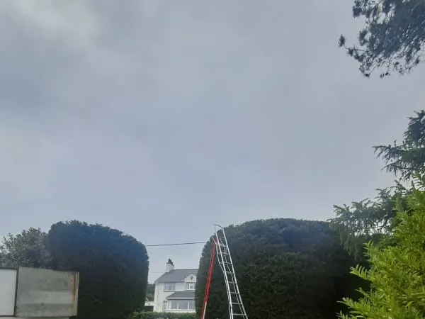 Triskelion Tree Care photo